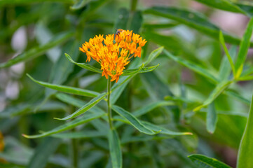 Asclepias tuberosa or butterfly weed, species of milkweed native to eastern and southwestern North America