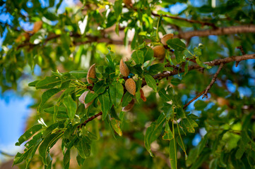 Ripe almonds nuts on almond tree ready to harvest close up