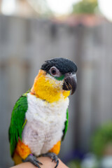 Small colorful Australian lory parrot sitting on hand