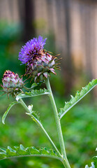 Cynara cardunculus or prickly artichoke flowers growing in garden