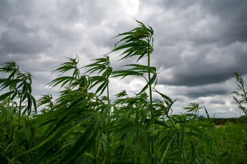 Green background of leaves. Outdoor grow hemp. Cannabis at the beginning of flowering. Young...