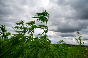 Green background of leaves. Outdoor grow hemp. Cannabis at the beginning of flowering. Young...