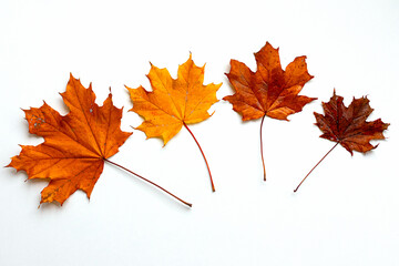 Gold Autumn concept. Autumn maple leaves isolated on white background. Season, minimal, autumn card, thanksgiving texture, fall background concept. Flat lay, top view, copy space