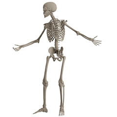 skeleton posing 3d render illustration