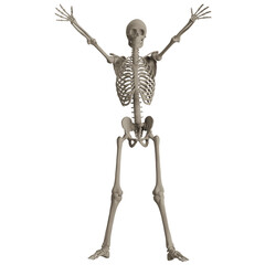 skeleton posing 3d render illustration