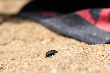 beetle on sand