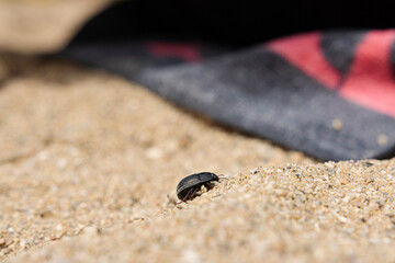 beetle on sand