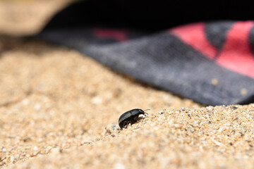 beetle on sand
