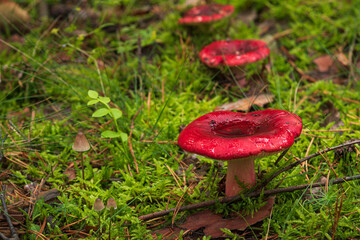 Grzyb Czerwony © Adrian