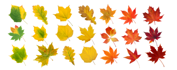 Set of green, yellow, orange and red leaves isolated transparent png. Autumn colored canada and japanese maple, oak, grape, platan leaves gradient. Transition from summer to fall.