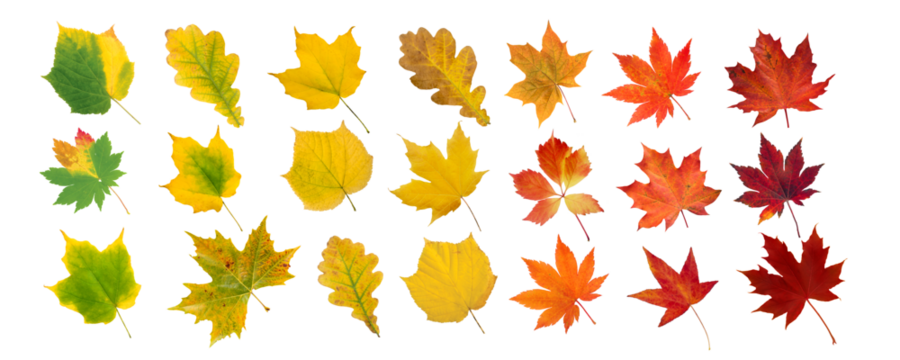 Set of green, yellow, orange and red leaves isolated transparent png. Autumn colored canada and japanese maple, oak, grape, platan leaves gradient. Transition from summer to fall.