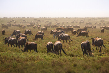Naklejka na ściany i meble herd of wildebeest, Serengeti