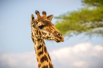Giraffe, Serengeti, Tanzania