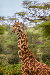 Giraffe, Serengeti, Tanzania