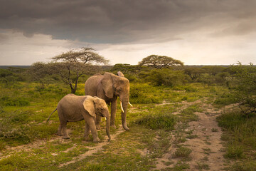 Naklejka na ściany i meble elephants in the serengeti park