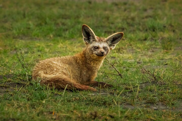 Bat-Earned Fox, Serengeti, Tanzania