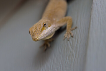 Plastic wall of house, there is lizard sitting on it