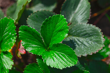 Fototapeta na wymiar Strawberry green leaves . Strawberry plant growing in the garden 