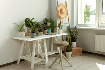 Cozy room interior with stylish furniture and different beautiful houseplants