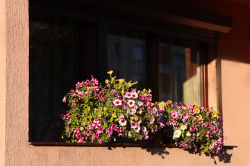 Fototapeta na wymiar Balcony decorated with beautiful blooming potted plants on sunny day