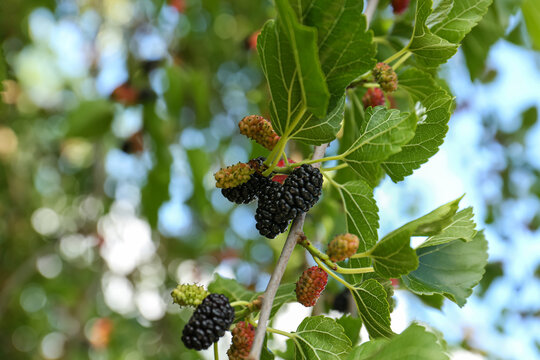 Branch with ripe and unripe mulberries in garden, closeup