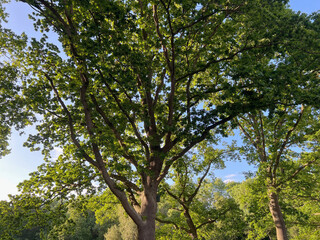 Fototapeta na wymiar Beautiful green trees in park on sunny day