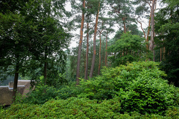 Obraz premium Beautiful forest with many different green plants