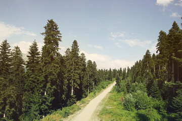 Fototapeta na wymiar View of path through forest on sunny day