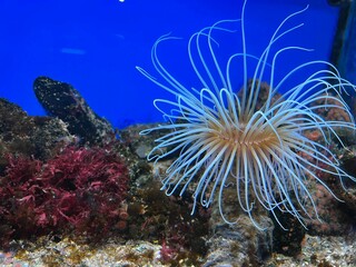 Naklejka na ściany i meble Beautiful tropical sea anemone in clean aquarium
