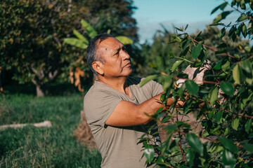 Bolivian gardener working on a farm