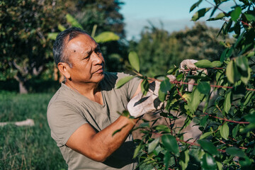 Bolivian gardener working on a farm