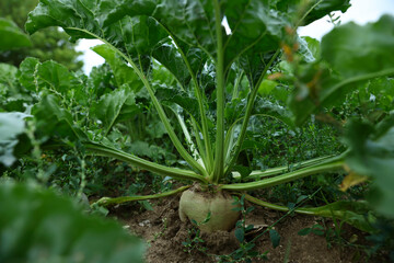 Beautiful beet plants with green leaves growing in field