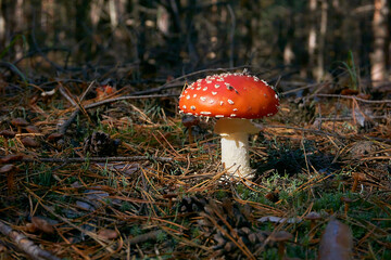 Fly agaric in a clearing, among dry fallen pine needles and branches, illuminated by the rays of the sun, pine forest