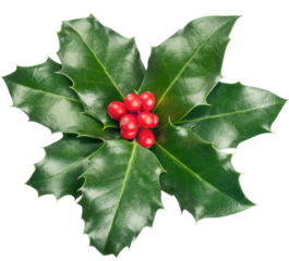 Cute holly leaves and berries, christmas decoration isolated on white background