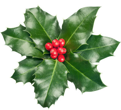 Cute Holly Leaves And Berries, Christmas Decoration Isolated On White Background