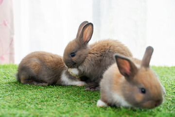 Group tiny furry baby rabbit bunny brown white sitting together on the green grass white background. Adorable baby bunny healthy rabbit playful relax on the meadow. Easter family animal bunny concept