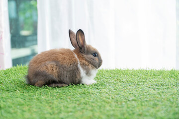 Fluffy rabbit bunny sitting green grass in spring summer background. Infant dwarf bunny brown white rabbit playful on lawn with white background. Cute animal furry pet concept.