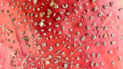 the texture of red mushroom fly agaric - Powered by Adobe