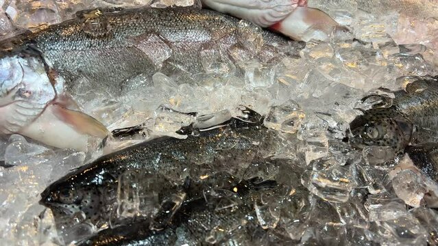 Close-up of fresh raw dorado fish and sea bass in ice on the counter in a grocery store. High quality 4k footage