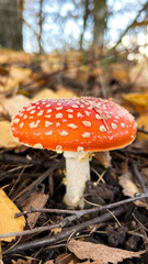 Amanita mushrooms in the forest on the background of the autumn forest