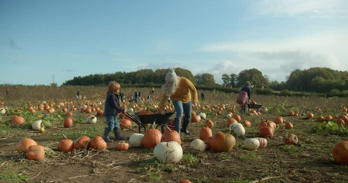 A 4-Year-Old Boy Is Trying To Push a Wheelbarrow With Mum And Pumpkins Inside. The Action Takes Place On a Pumpkin Farm | 4K, 12 bit video sources: bmd raw