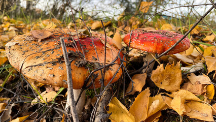 Amanita mushrooms in the forest on the background of the autumn forest