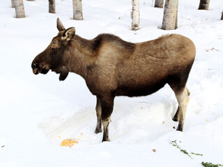 alert moose in the snow