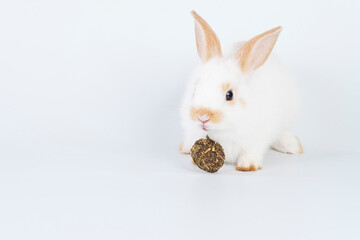 Furry baby bunny feeding carrot cookie on isolated background. Adorable tiny rabbit white and brown bunny hungry eating cookie carrot while sitting over white background. Easter animal bunny and food.