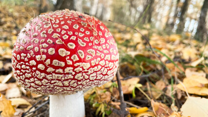 Amanita mushrooms in the forest on the background of the autumn forest
