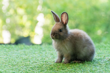 Adorable fluffy baby bunny rabbit sitting on green grass over natural background. Furry cute wild-animal single spring time at outdoor. Lovely fur baby rabbit bunny on meadow.Easter animal pet concept