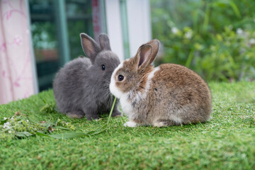 Adorable three rabbit furry bunny hungry eating organic fresh baby corn sitting together green grass over bokeh nature background. Family baby rabbit brown bunny eating baby corn. Easter animal pet.