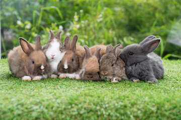 Group of five cuddly furry rabbit bunny lying down sleep together on green grass over natural...