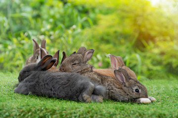 Cuddly furry rabbit bunny brown with family sitting and playful together on green grass over natural background. Group of family baby bunny spring time on lawn. Easter newborn bunny family pet concept