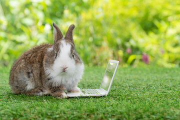 Adorable baby rabbit bunny with small laptop sitting on the green grass. Lovely infant rabbit white...